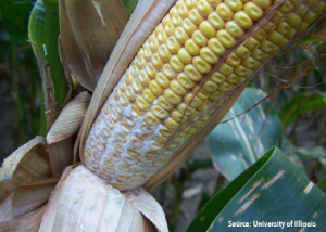 25dcc7b9070848af9aee13baf11be1a0